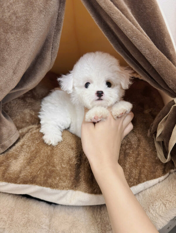  Chó Poodle Màu Trắng Cái Mã PD398