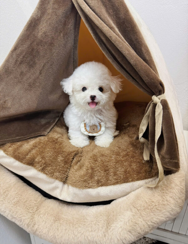  Chó Poodle Màu Trắng Cái Mã PD398