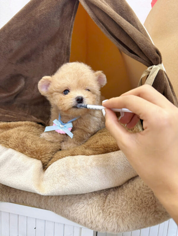  Chó Poodle Màu Mơ Cái Mã PD399