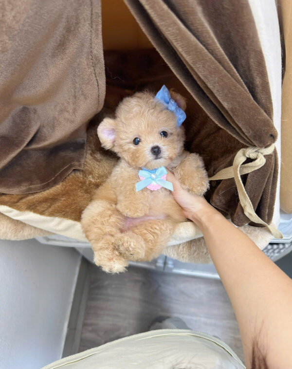  Chó Poodle Màu Mơ Cái Mã PD399