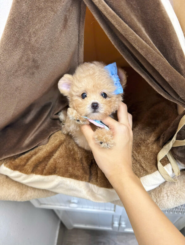  Chó Poodle Màu Mơ Cái Mã PD399