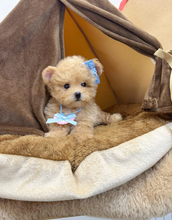  Chó Poodle Màu Mơ Cái Mã PD399