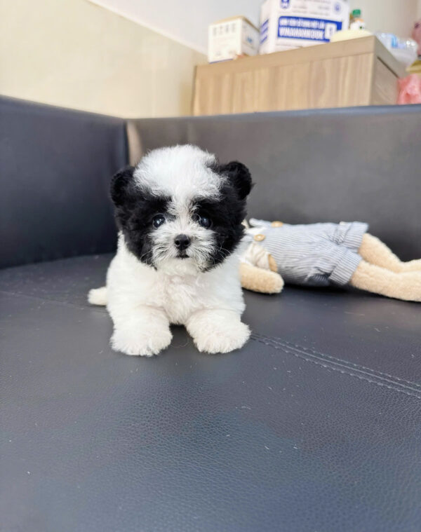  Chó Poodle Tai Gấu Size TinyTeacup Màu Bò Sữa Cái Mã PD401
