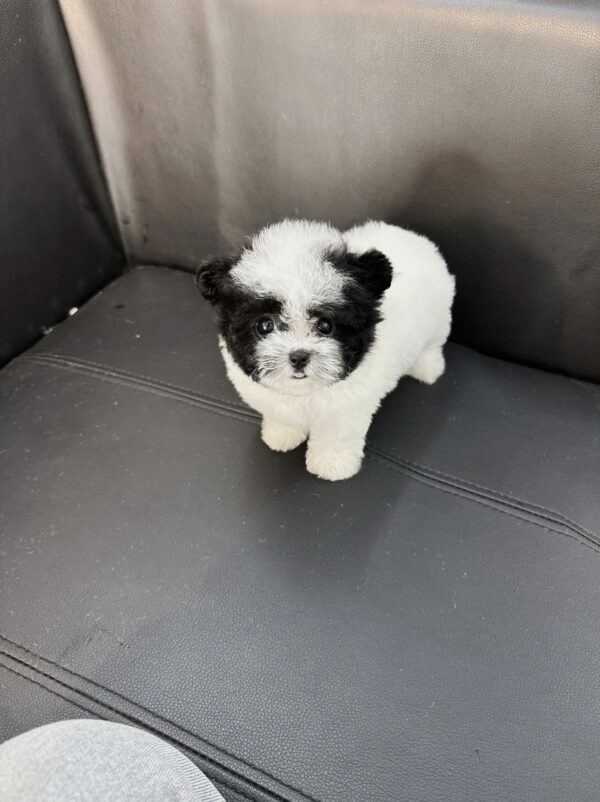  Chó Poodle Tai Gấu Size TinyTeacup Màu Bò Sữa Cái Mã PD401