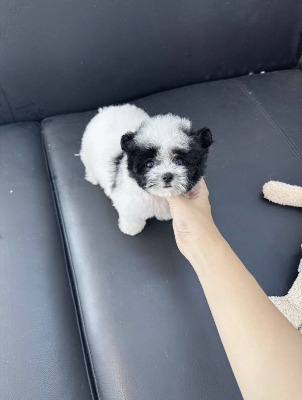  Chó Poodle Tai Gấu Size TinyTeacup Màu Bò Sữa Cái Mã PD401