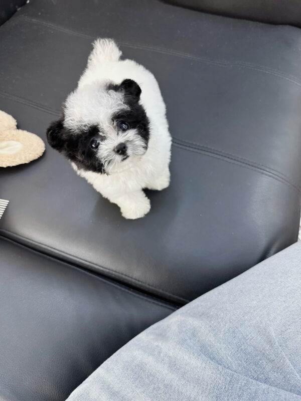  Chó Poodle Tai Gấu Size TinyTeacup Màu Bò Sữa Cái Mã PD401