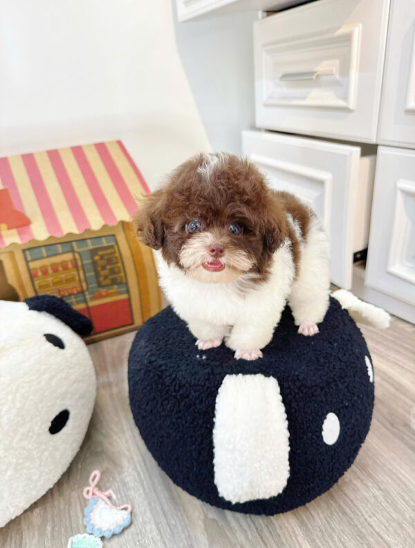  Chó Poodle Size Tiny Màu Bò Socola Cái Mã PD402