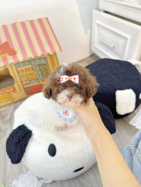  Chó Poodle Size Tiny Màu Bò Socola Cái Mã PD402