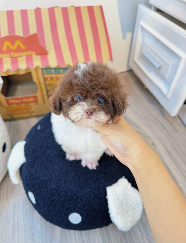  Chó Poodle Size Tiny Màu Bò Socola Cái Mã PD402
