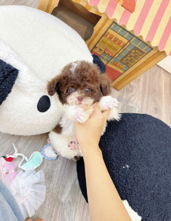  Chó Poodle Size Tiny Màu Bò Socola Cái Mã PD402