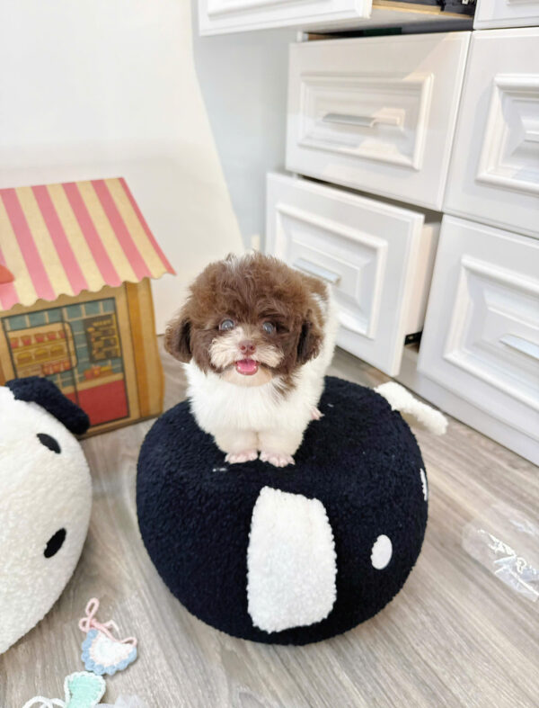  Chó Poodle Size Tiny Màu Bò Socola Cái Mã PD402