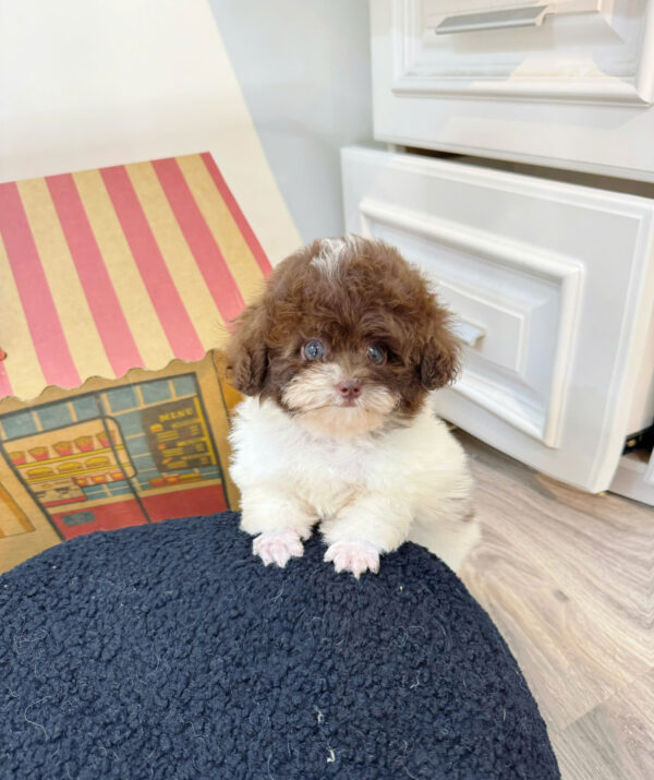  Chó Poodle Size Tiny Màu Bò Socola Cái Mã PD402