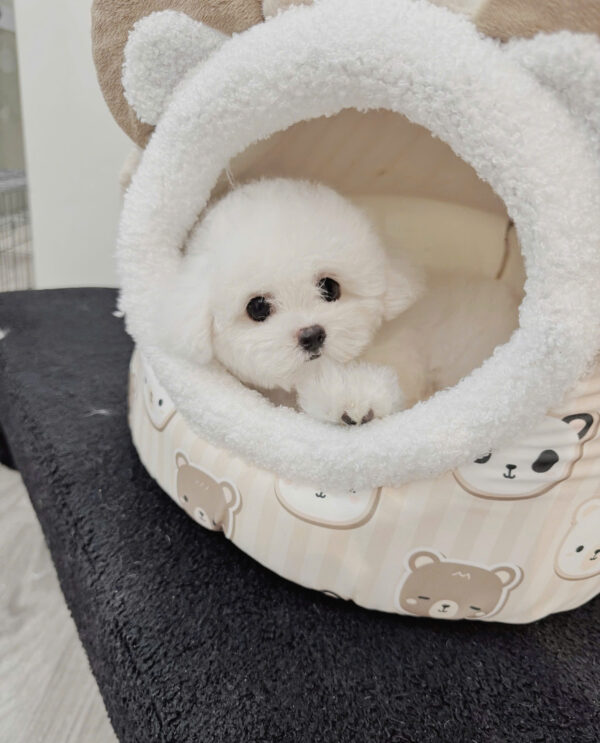 Chó Bichon Màu Trắng Đực Mã BC403