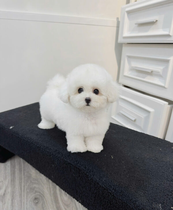  Chó Bichon Màu Trắng Đực Mã BC403