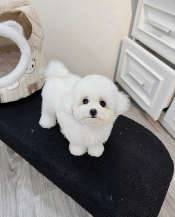  Chó Bichon Màu Trắng Đực Mã BC403