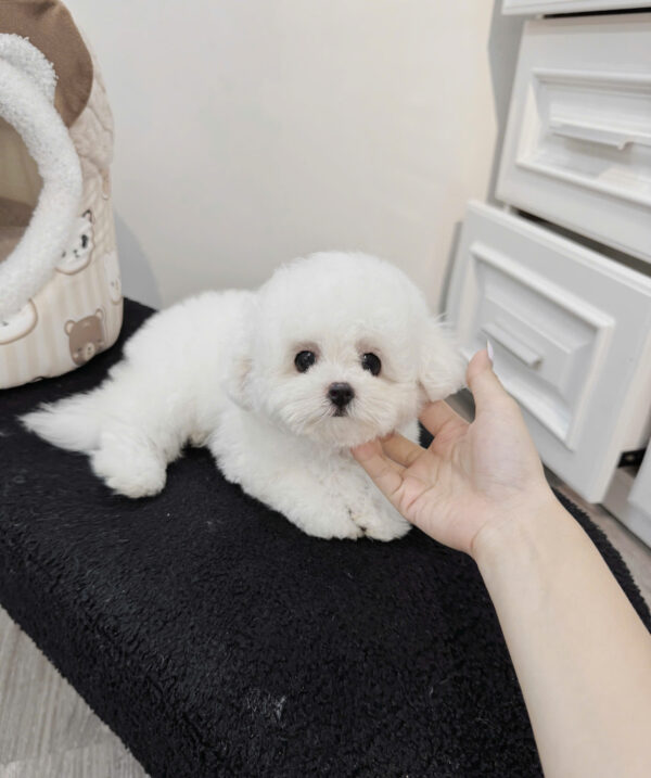  Chó Bichon Màu Trắng Đực Mã BC403