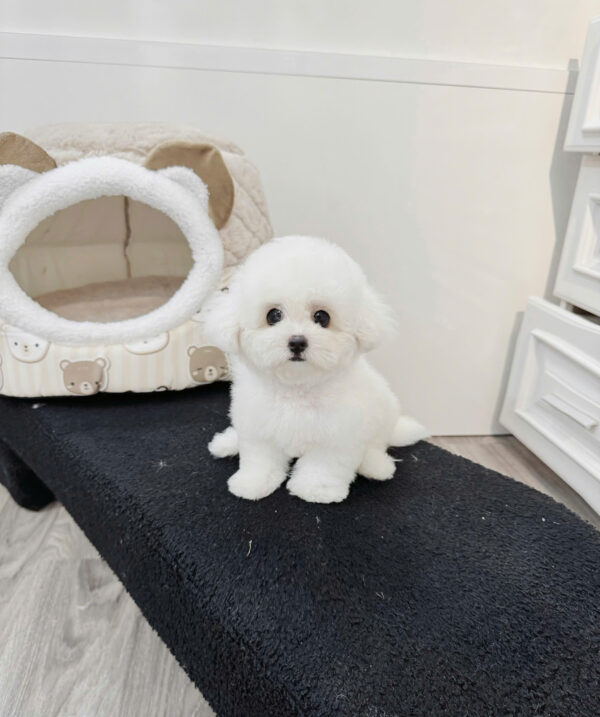  Chó Bichon Màu Trắng Đực Mã BC403
