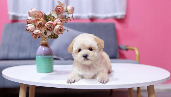  Chó Poodle Size Tiny Màu Vàng Mơ Cái Mã PD404