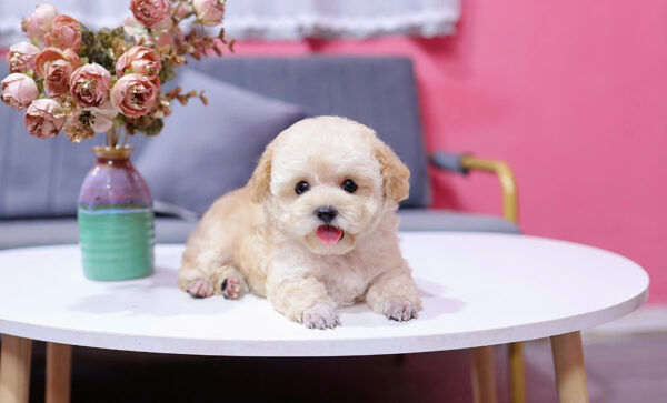  Chó Poodle Size Tiny Màu Vàng Mơ Cái Mã PD404