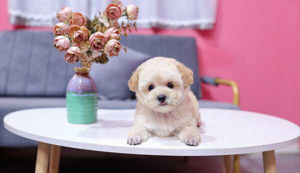  Chó Poodle Size Tiny Màu Vàng Mơ Cái Mã PD404