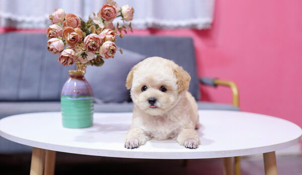  Chó Poodle Size Tiny Màu Vàng Mơ Cái Mã PD404