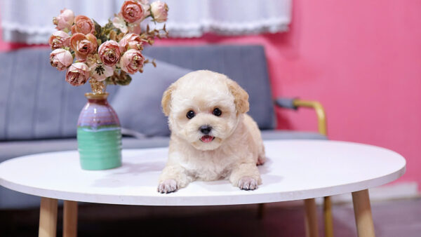  Chó Poodle Size Tiny Màu Vàng Mơ Cái Mã PD404
