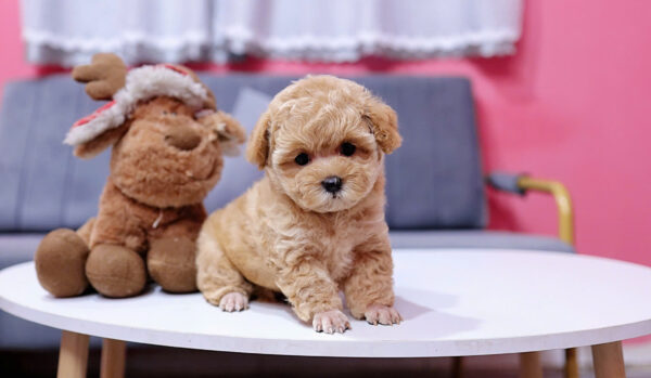  Chó Poodle Màu Nâu Mơ Đực Mã PD405