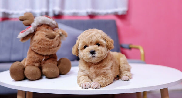  Chó Poodle Màu Nâu Mơ Đực Mã PD405