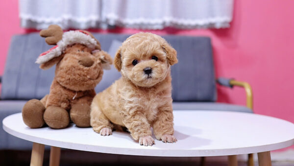  Chó Poodle Màu Nâu Mơ Đực Mã PD405