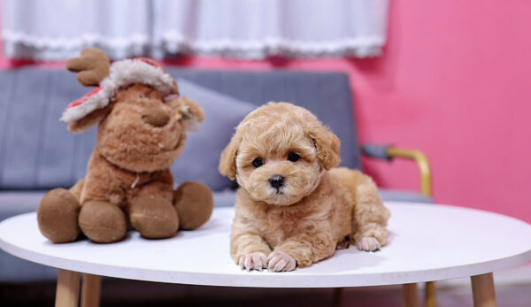  Chó Poodle Màu Nâu Mơ Đực Mã PD405