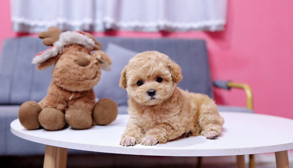  Chó Poodle Màu Nâu Mơ Đực Mã PD405