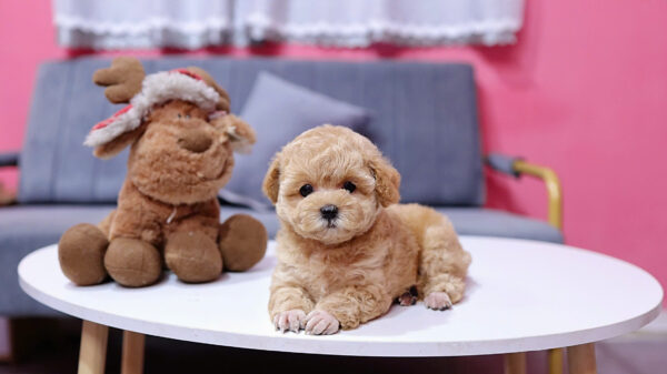  Chó Poodle Màu Nâu Mơ Đực Mã PD405