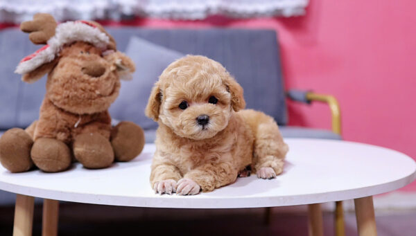  Chó Poodle Màu Nâu Mơ Đực Mã PD405