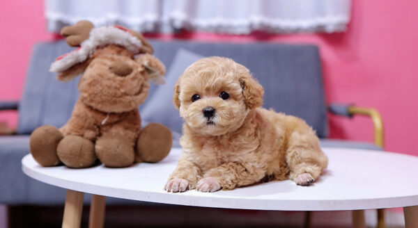  Chó Poodle Màu Nâu Mơ Đực Mã PD405