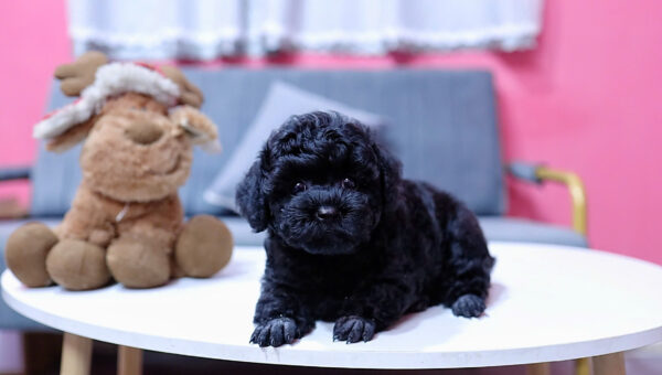  Chó Poodle Size Tiny Màu Đen Đực Mã PD406