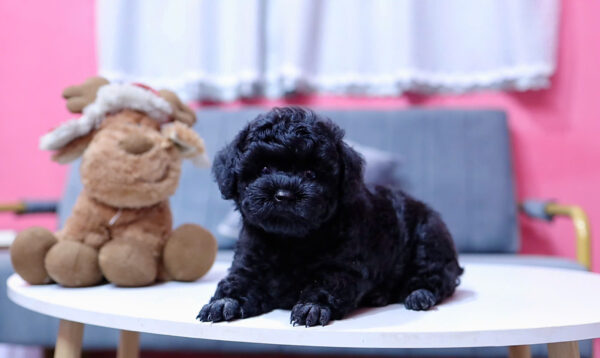  Chó Poodle Size Tiny Màu Đen Đực Mã PD406