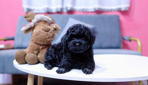  Chó Poodle Size Tiny Màu Đen Đực Mã PD406