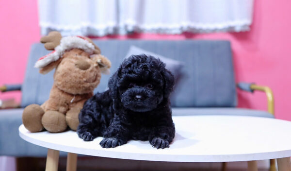  Chó Poodle Size Tiny Màu Đen Đực Mã PD406