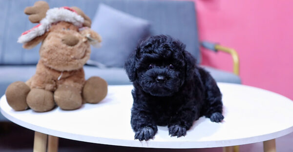 Chó Poodle Size Tiny Màu Đen Đực Mã PD406