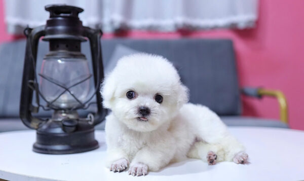  Chó Poodle Size Tiny Màu Trắng Cái Mã PD407