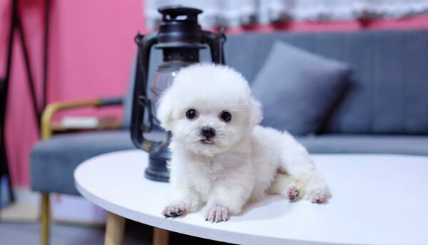  Chó Poodle Size Tiny Màu Trắng Cái Mã PD407