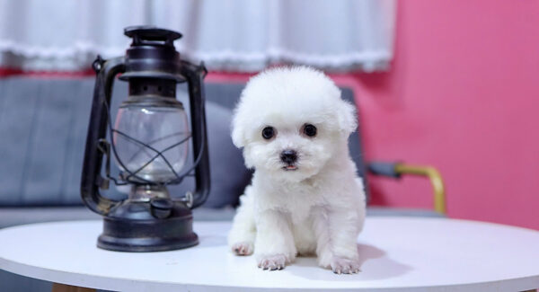  Chó Poodle Size Tiny Màu Trắng Cái Mã PD407