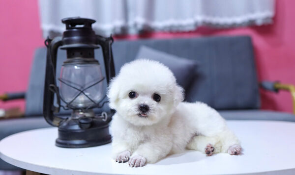  Chó Poodle Size Tiny Màu Trắng Cái Mã PD407