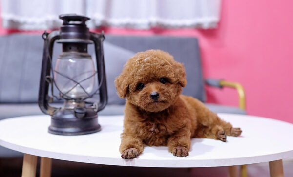  Chó Poodle Size Tiny Màu Nâu Đực Mã PD408