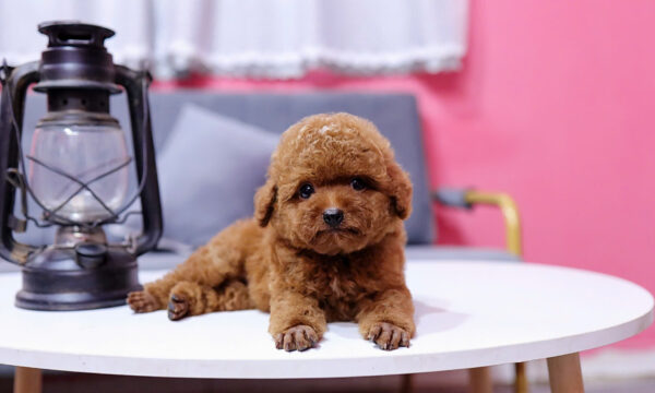  Chó Poodle Size Tiny Màu Nâu Đực Mã PD408