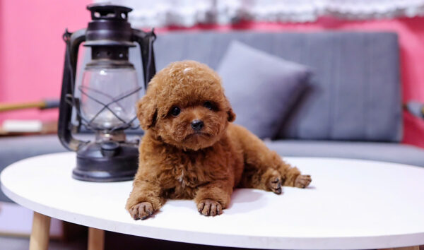  Chó Poodle Size Tiny Màu Nâu Đực Mã PD408