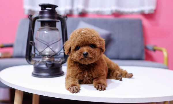  Chó Poodle Size Tiny Màu Nâu Đực Mã PD408