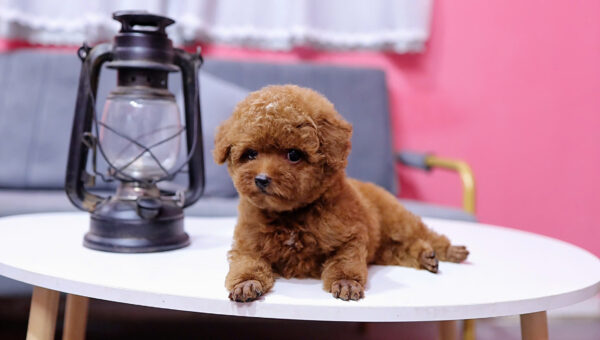  Chó Poodle Size Tiny Màu Nâu Đực Mã PD408