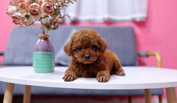  Chó Poodle Size Tiny Màu Nâu Cái Mã PD409