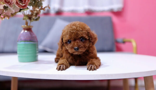  Chó Poodle Size Tiny Màu Nâu Cái Mã PD409